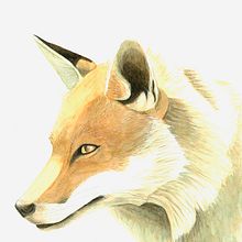 Ilustración Zorro Ein Projekt aus dem Bereich Traditionelle Illustration, Naturalistische Illustration und Aquarellmalerei von Verónica Mesa - 26.01.2021