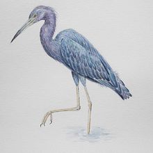 My project in Naturalist Bird Illustration with Watercolors course. Un progetto di Illustrazione tradizionale di Lili Kovács - 26.01.2021