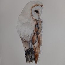 Ilustración naturalista de aves con acuarela . Fine Arts, Realistic Drawing, Naturalistic Illustration, and Watercolor Painting project by mayaleon88 - 01.26.2021