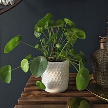 My project in Professional Photography for Instagram course - for my lifestyle project called #styleatarian . Een project van  Architectuurfotografie van storyinprogress2025 - 06.02.2021