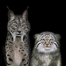 Felinos salvajes del mundo Ein Projekt aus dem Bereich Editorial Illustration, Traditionelle Illustration und Naturalistische Illustration von Julia Rouaux - 20.09.2016