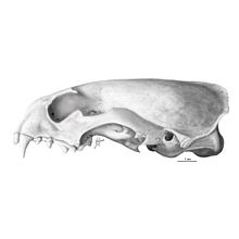 Lobito de río (Lontra longicaudis). Een project van Tekening met potlood y Traditionele illustratie van Julia Rouaux - 15.03.2019
