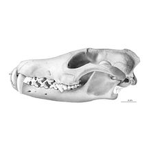 Zorro colorado (Lycalopex culpaeus). Een project van Tekening met potlood y Traditionele illustratie van Julia Rouaux - 10.03.2019