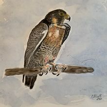 My project in Naturalist Bird Illustration with Watercolors course Ein Projekt aus dem Bereich Aquarellmalerei von Ellie Page - 28.01.2021