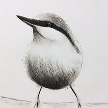 My Nuthatch and the tonal values. Drawing project by liline4 - 01.28.2021