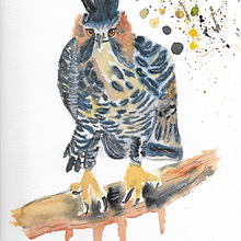 Mi Proyecto del curso: Acuarela artística para ilustración de aves. Un proyecto de Ilustración tradicional, Ilustración con tinta y Pintura a la acuarela de Brenda Oliva - 29.01.2021