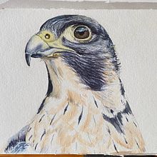 Peregrine Falcon . % Michael Angelis tarafından hazırlanan Suluboya Resim projesi - 01.28.2021