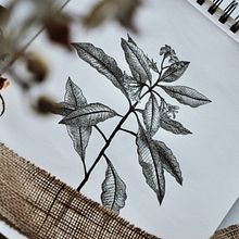 My project in Blackwork Tattoo Design course. Artistic Drawing, Botanical Illustration, Creativit, Ink Illustration, Naturalistic Illustration, Pencil Drawing, Portfolio Development, Sketchbook, Sketching, and Tattoo Design project by Anette Krištofová - 01.29.2021