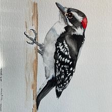 Artistic Watercolor for Illustrating Birds: Downy Woodpecker. Watercolor Painting project by madarahudson - 01.30.2021