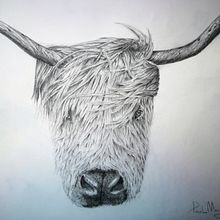 Scottish Highland Cattle. Un progetto di Disegno a matita di Paolo Mongillo - 31.01.2021