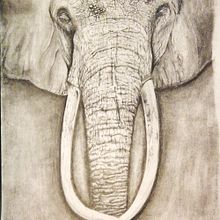 Elephant. Un progetto di Disegno a matita di Paolo Mongillo - 31.01.2021