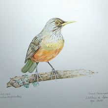 Meu projeto do curso: Ilustração naturalista de aves com aquarela. Ilustração naturalista projeto de Waldnei Abreu - 02.02.2021
