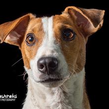 My project in Lifestyle Dog Photography course Ein Projekt aus dem Bereich Lifestyle-Fotografie von George Zagkoglou - 02.02.2021