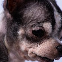 Mi Proyecto del curso: Introducción a la fotografía de perros. Photograph project by Miguel Ángel Sancho - 02.02.2021