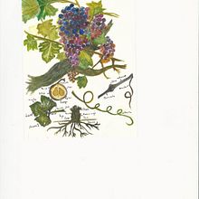 Proyecto de botánica U3 . Ilustrație botanică de Lucrecia Olive - 02.02.2021