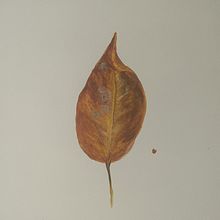 HOJA  OTOÑAL . Dezvoltarea portofoliului de Lucrecia Olive - 02.03.2021