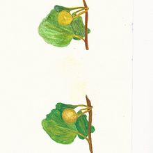 Nuevo proyecto Pract 3 . Un progetto di Disegno realistico di Lucrecia Olive - 03.02.2021