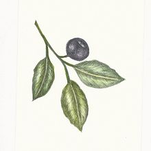  ESTUDIO BOTANICA 1GRISALLA . Desen realist de Lucrecia Olive - 02.03.2021