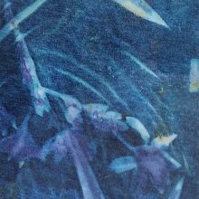 Winter sun cyanotype. Creativit project by Terezka Kálalová - 02.03.2021