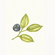 proyecto botanica 1 . Desen realist de Lucrecia Olive - 02.03.2021