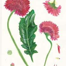 Proyecto Composición botánica . Desen realist de Lucrecia Olive - 02.04.2021