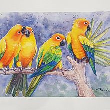 Sun Conure Soiree . Pictura de Milada Theron - 02.04.2021
