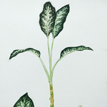 Meu projeto do curso: Aquarela botânica: ilustre a anatomia das flores . Een project van Aquarelschilderen van Julia Sadalla - 05.02.2021