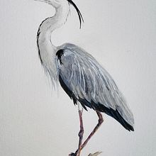 My project in Naturalist Bird Illustration with Watercolors course. Projekt z dziedziny Trad, c, jna ilustracja i Malowanie akwarelą użytkownika hannahelena - 06.02.2021