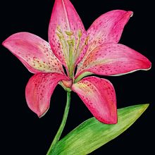 Mi Proyecto del curso: Acuarela botánica: ilustra la anatomía de las flores. Un progetto di Illustrazione botanica di Natalia Eggui - 08.02.2021