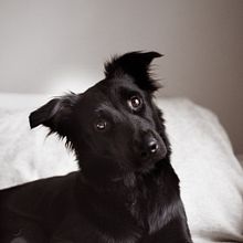 Mi Proyecto del curso: Fotografía lifestyle de perros / Marca CHANDA  Ein Projekt aus dem Bereich Fotografie, Porträtfotografie, Artistische Fotografie, Außenfotografie, Werbefotografie, Fotografie für Instagram, Architektonische Fotografie, Lifestyle-Fotografie und Interieurfotografie von Laura Peña - 08.02.2021