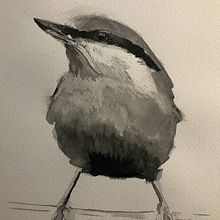 Nuthatch Watercolour. Watercolor Painting project by John Knapton - 02.09.2021