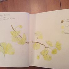 My project in Botanical Watercolor Sketchbook course. Botanical Illustration, Drawing, Naturalistic Illustration, and Watercolor Painting project by Carol Gordon - 02.22.2021