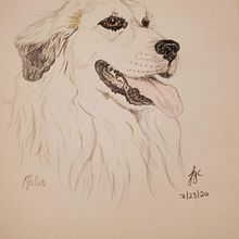 Pet Portraits. Artistic Drawing, Ink Illustration, Pencil Drawing, and Watercolor Painting project by jessgcollins - 02.09.2021