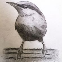 Tonal Value Bird Drawing - Project 1. Un progetto di Pittura ad acquerello di Gary Bower - 10.02.2021