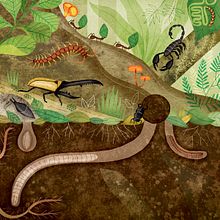 Animal Measure Up. Un proyecto de Ilustración editorial, Ilustración tradicional e Ilustración infantil de Romina Martí - 11.10.2018
