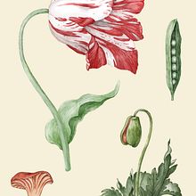 My project in Botanical Illustration with Watercolors course. Digital Painting project by Uranium Sorcerer - 02.11.2021