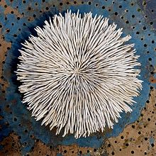 Anèmona. Un progetto di Ceramica di Irene Vinyoles - 12.02.2021