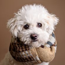 Mi Proyecto del curso: Introducción a la fotografía de perros - lffs. Portrait Photograph project by lfforeros - 02.12.2021