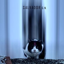 Gato Visión . Photograph, and Photomontage project by Edward Glez - 02.13.2021