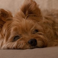 Meu projeto do curso: Fotografia lifestyle de cachorros, por Marceli Sgarbosa @marceli_sgarbosa_ . % marcelisgarbosa tarafından hazırlanan Yaşam Tarzı Fotoğrafçılığı projesi - 02.13.2021