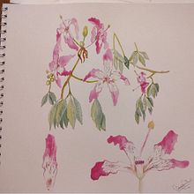 Mi Proyecto del curso: Acuarela botánica: ilustra la anatomía de las flores. Un proyecto de Bellas Artes de csalinas07 - 13.02.2021