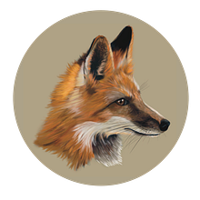 My project in Naturalist Animal Illustration with Procreate course: Red Fox. Un projet de Dessin numérique de Diana Poell - 14.02.2021