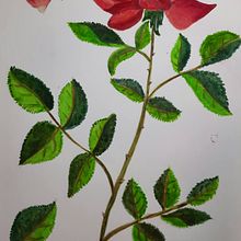 Mi Proyecto del curso: Ilustración botánica con acuarela. Botanical Illustration project by Mariana Eberhardt - 02.14.2021