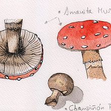 Mi Proyecto del curso: Cuaderno botánico en acuarela. Un proyecto de Bellas Artes de María Otero Macías - 09.04.2021