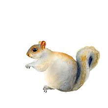 Grey Squirrel. Un progetto di Disegno, Belle arti, Illustrazione tradizionale, Illustrazione naturalistica, Pittura e Pittura ad acquerello di freja - 15.09.2020