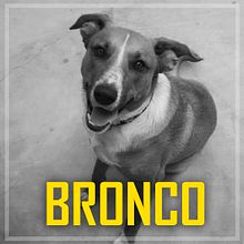 BRONCO. Writing project by Christian Velásquez Valdivia - 02.16.2021
