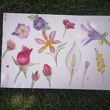 Mi Proyecto del curso: Ilustración botánica con acuarela. Botanical Illustration project by Luana Castillo - 02.16.2021