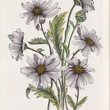 Daisy Illustration illustrations. Un projet de Illustration botanique, Beaux Arts, Illustration traditionnelle, Illustration à l'encre, Illustration naturaliste , et Aquarelle de Debora Calzaccia - 10.02.2021