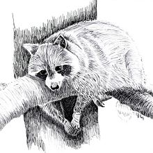 Ink drawing. Traditional illustration project by Isabella Del Gobbo - 02.17.2021