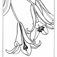 ilustracion botanica1. Un proyecto de Ilustración botánica e Ilustración con tinta de Lucia Lara - 17.02.2021